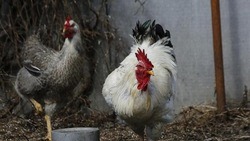 Белгородские ветврачи усиливают профилактику птичьего гриппа 