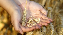 Фермерские хозяйства района произвели почти 25 тыс. тонн зерна в 2018 году