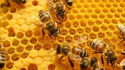 Производство мёда в Белгородской области выросло по итогам 2025 года