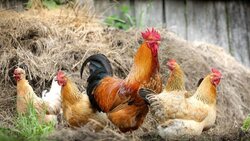 Поможет вакцинация. Как предупредить опасную болезнь сельскохозяйственных птиц