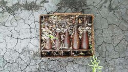 Очевидец нашёл пять миномётных мин в корочанском лесу