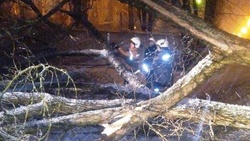 Белгородские спасатели зарегистрировали 11 случаев падения деревьев в регионе
