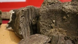 Житель Белгородской области нашёл останки шерстистого носорога