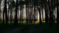 Губернатор Белгородской области прокомментировал проблемы с расчисткой лесов