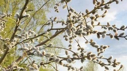 Николай Нестеров поздравил корочанцев с Вербным воскресеньем