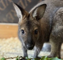 Самка и самец кенгуру появились в белгородском зоопарке