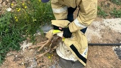 Белгородские спасатели пришли на помощь детёнышу косули 