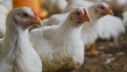 Производство мяса птицы увеличилось на территории Белгородской области
