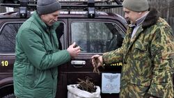 Работники Корочанского лесничества приступили к заготовке семян акации белой