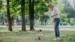 Власти Корочанского района – об организации специализированной площадки для выгула собак 