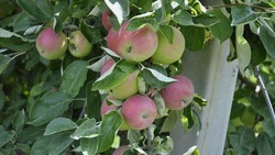 Зреют яблоки в садах. Сбор плодов начался в Корочанском районе