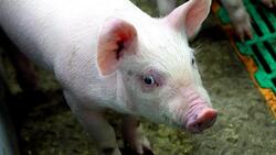 В Корочанском районе произошла вспышка африканской чумы свиней