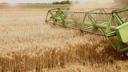 Вячеслав Гладков – об уборке 4 млн тонн зерновых культур с полей 
