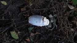 Девять муниципалитетов Белгородской области попали под обстрел за минувшие сутки