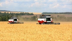 Белгородские аграрии собрали больше 1 млн тонн зерна