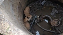 Спасатели вытащили из колодца двух щенков в посёлке Дубовое Белгородской области