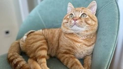 Мы стали больше улыбаться… Уроки доброты от супругов из Белгорода