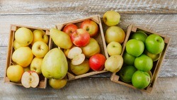Белгородские учёные разработали комплекс для сортировки овощей и фруктов