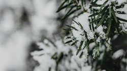Снег и порывы ветра до 17 м/с ожидаются на территории Белгородской области на выходных