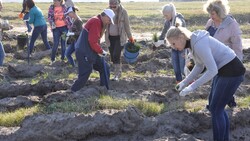 Работники облдумы высадили более 7 тысяч сеянцев сосны в Корочанском районе