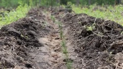 В Белгородской области завершён посев семян для будущих лесов
