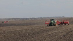 Белгородские власти озвучили оптимистичный прогноз по урожаю зерновых в этом году