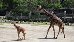 Жители региона смогут увидеть жирафёнка Сафари в белгородском зоопарке