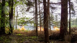 Региональные власти продлили особый противопожарный режим в Белгородской области