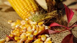 Корочанские полеводы убрали кукурузу на силос с 2,4 тыс. га