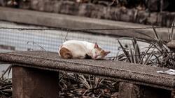 Белгородские зоозащитники озаботились темой проживания бездомных котов в подвалах домов