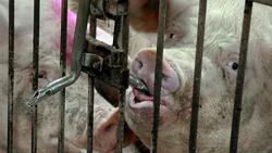 Росприроднадзор оштрафовал Корочанский свинокомплекс за экологические нарушения