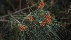 Более восьми тонн семян заготовили в Белгородской области в 2025 году