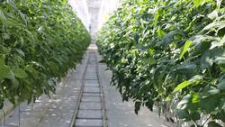 Региональные власти намерены увеличить производство тепличных овощей в области