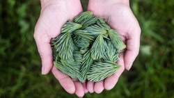 Волонтёры бесплатно раздадут сеянцы молодых сосен и других видов деревьев 13 апреля