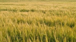 Господдержка малых форм хозяйствования в Белгородской области в 2025 году выросла до 551 млн рублей