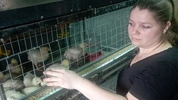 Корочанка заключила соцконтракт на разведение перепелов