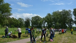 Корочанские школьники заложили аллею в рамках областного проекта «65 добрых дел»