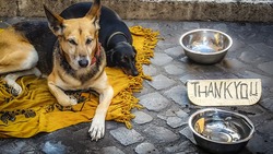 Белгородцы смогут поддержать акцию «День счастливой собаки»