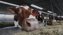 Губернатор Белгородской области пообещал помочь жителям приграничных сёл с вывозом скота