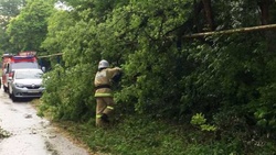 Деревья упали на опоры ЛЭП и газовые трубы в Корочанском районе