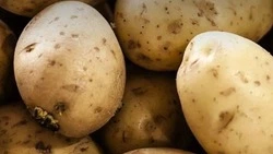 Вячеслав Гладков опубликовал список цен на картофель в Белгородской области