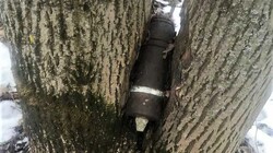 Корочанец обнаружил в дереве застрявший артиллерийский снаряд
