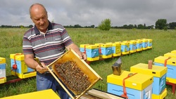 Корочанцы намерены возродить бортевое пчеловодство