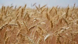 Белгородские власти отметили высокую урожайность зерновых культур в Корочанском районе 