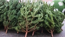 Ёлочные базары начали работу в Корочанском округе