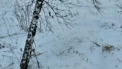 Госавтоинспекторы посоветовали корочанцам сменить летнюю резину на зимнюю