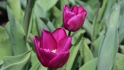 5 млн тюльпанов зацветут на клумбах Белгорода весной