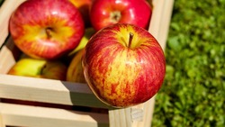 Жители Поповки отметили День яблока в пятый раз