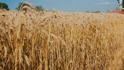 Белгородские аграрии засеяли почти 50 % запланированных земель
