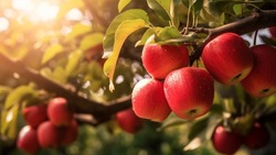 Новые яблоневые сады появятся в Корочанском районе
